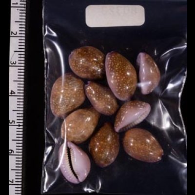 アヤメダカラ Erosaria porariafig.2
