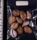 アヤメダカラ Erosaria porariafig.2