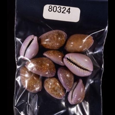 アヤメダカラ Erosaria porariafig.1