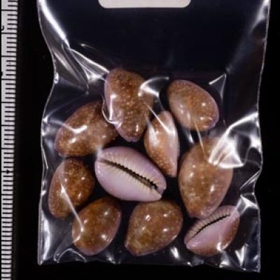 アヤメダカラ Erosaria porariafig.2