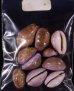 アヤメダカラ Erosaria porariafig.2