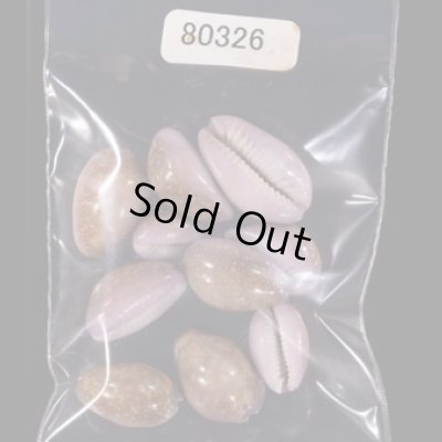 アヤメダカラ Erosaria porariafig.1