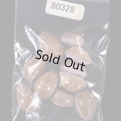 アヤメダカラ Erosaria porariafig.1