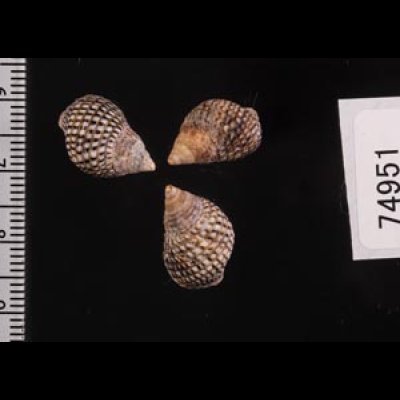 ゴマフニナ Planaxis sulcatusfig.2