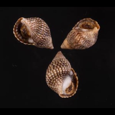 ゴマフニナ Planaxis sulcatusfig.1