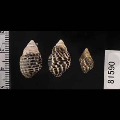 画像2: ゴマフニナ