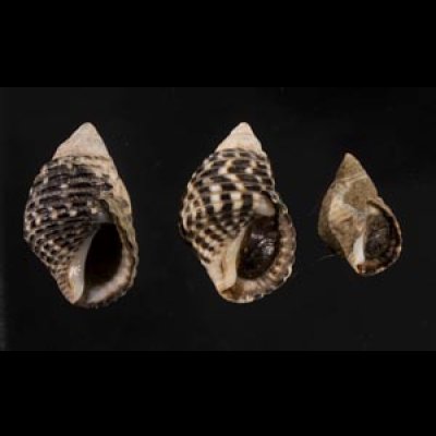 画像1: ゴマフニナ