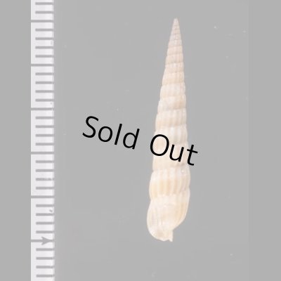 ホソトクサモドキ Myurella sp.fig.2