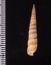 ホソトクサモドキ Myurella sp.fig.2