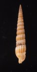 ホソトクサモドキ Myurella sp.fig.3