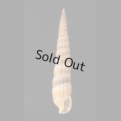ホソトクサモドキ Myurella sp.fig.1