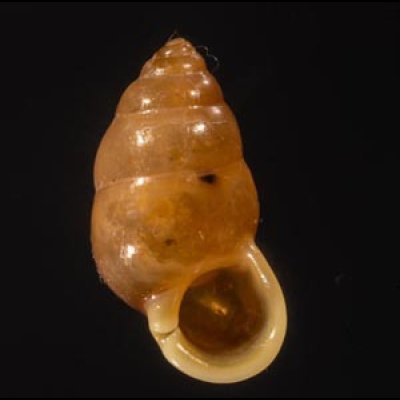 フィリピンツヤアズキ (仮称) Moulinsia fuscafig.1