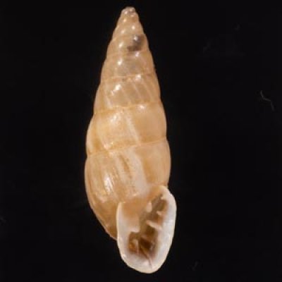 リベイラオニグチギセル (仮称) Bahiensis ribeirensisfig.1