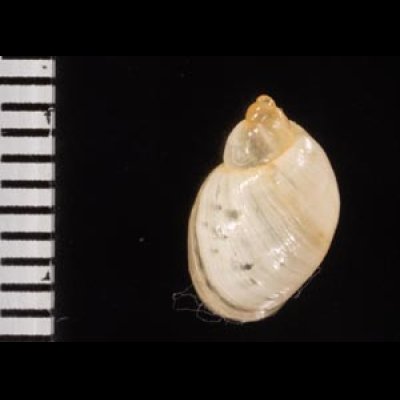 フロリダオカモノアラガイ (仮称) Succinea floridanafig.2