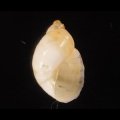 Succinea floridana フロリダオカモノアラガイ (仮称)