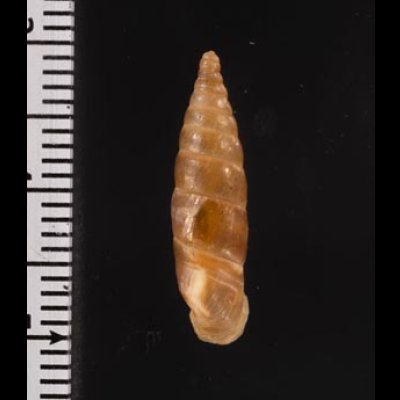 コニツァモンテネグロギセル (仮称) Montenegrina  irmengardis konitsaefig.2