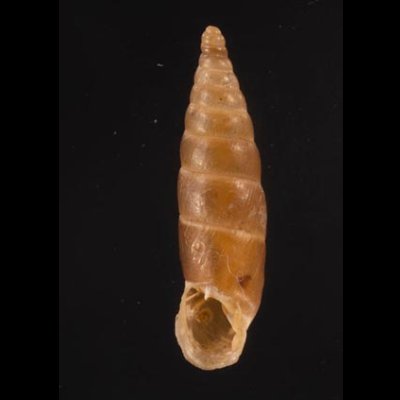 コニツァモンテネグロギセル (仮称) Montenegrina  irmengardis konitsaefig.1