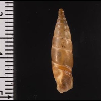 コニツァモンテネグロギセル (仮称) Montenegrina  irmengardis konitsaefig.2