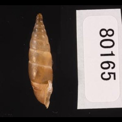 コニツァモンテネグロギセル (仮称) Montenegrina  irmengardis konitsaefig.3