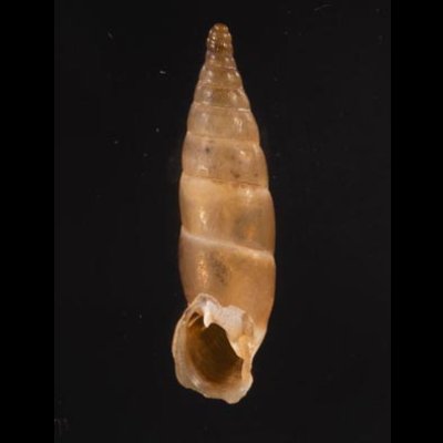コニツァモンテネグロギセル (仮称) Montenegrina  irmengardis konitsaefig.1