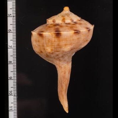 オオシモトボラ Tudicula spirillusfig.2