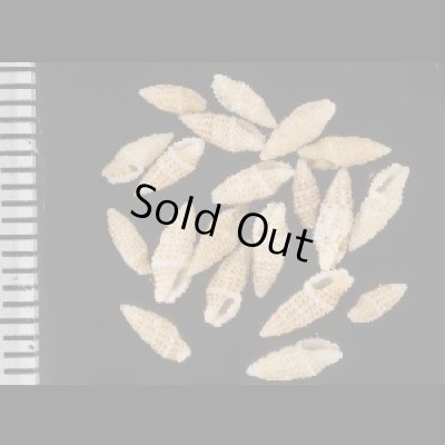 画像1: トウキビコウシツブ