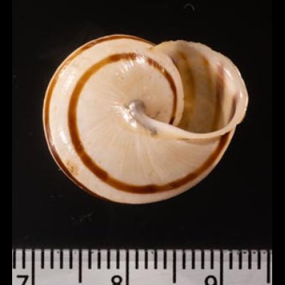 ジブラルタルカサマイマイ (仮称) Iberus marmoratusfig.3