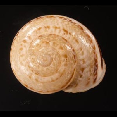 ジブラルタルカサマイマイ (仮称) Iberus marmoratusfig.1