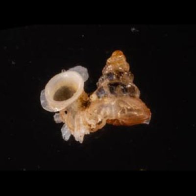 サンダカンノタウチガイ Opisthostoma mirabilefig.1