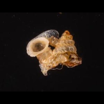 サンダカンノタウチガイ Opisthostoma mirabilefig.1