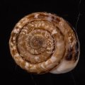 Xerocrassa cisternasi calderensis カルダースコマイマイ (仮称)