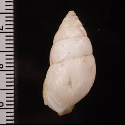 ストロベーリオニグチマイマイ (仮称) Plagiodontes strobeliifig.2