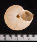 ロシタジブラルタルカサマイマイ (仮称) Iberus marmoratus rositaifig.3