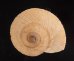 ロシタジブラルタルカサマイマイ (仮称) Iberus marmoratus rositaifig.1