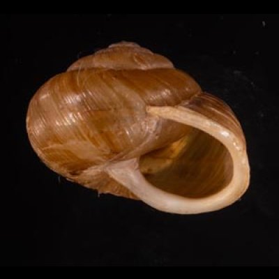 アイダホクチヒダマイマイ Allogona ptychophorafig.2