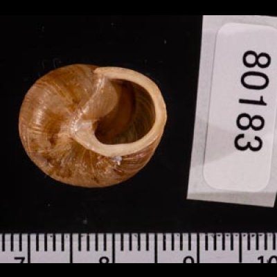 アイダホクチヒダマイマイ Allogona ptychophorafig.3