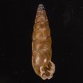 Clessinia reticulata ヌノメイトカケクチトジギセル (仮称)