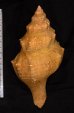 オーストラリアボラ Saginafusus priceifig.2