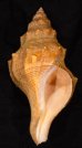 オーストラリアボラ Saginafusus priceifig.1