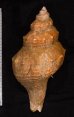 オーストラリアボラ Saginafusus priceifig.2