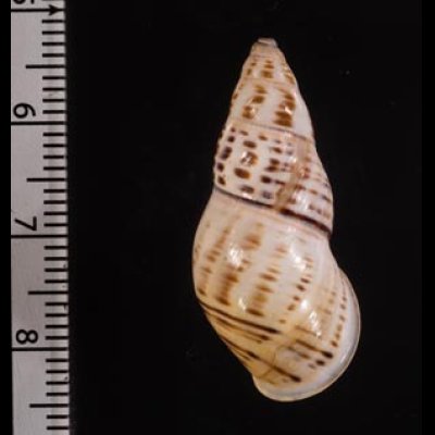 ティモールマレーマイマイ Amphidromus timorensisfig.2