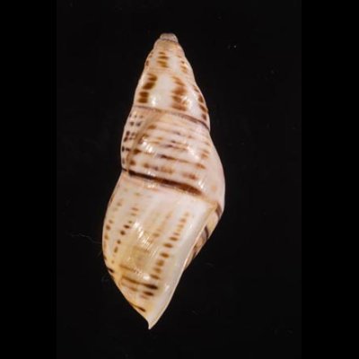 ティモールマレーマイマイ Amphidromus timorensisfig.3