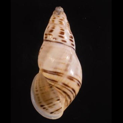 ティモールマレーマイマイ Amphidromus timorensisfig.1