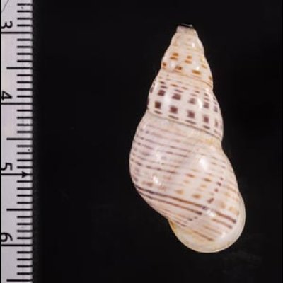 ティモールマレーマイマイ Amphidromus timorensisfig.2
