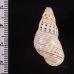 ティモールマレーマイマイ Amphidromus timorensisfig.2