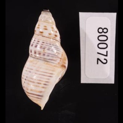 ティモールマレーマイマイ Amphidromus timorensisfig.3