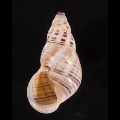 ティモールマレーマイマイ Amphidromus timorensisfig.1