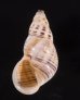 ティモールマレーマイマイ Amphidromus timorensisfig.1