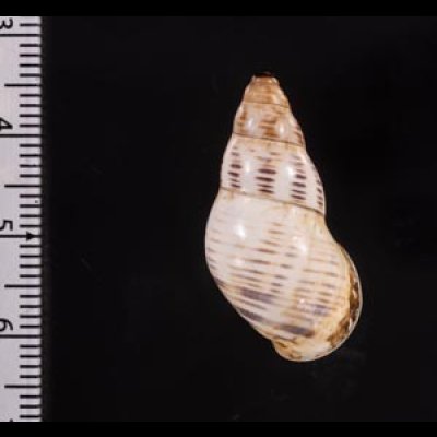 ティモールマレーマイマイ Amphidromus timorensisfig.2