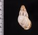 ティモールマレーマイマイ Amphidromus timorensisfig.2